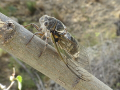 Lyristes plebejus