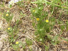 Hymenoxys anthemoides