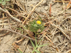 Hymenoxys anthemoides