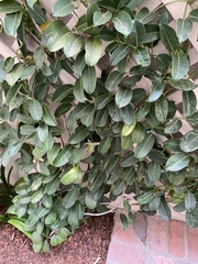 Stephanotis floribunda