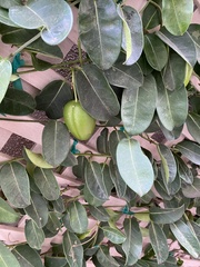 Stephanotis floribunda