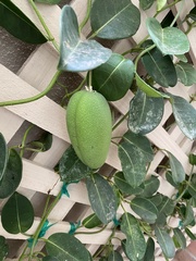 Stephanotis floribunda