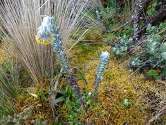 Lasiocephalus ovatus