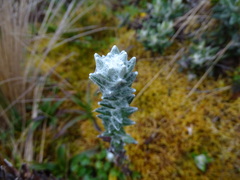 Lasiocephalus ovatus