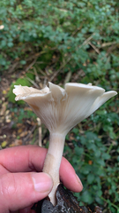 Agaricomycetes