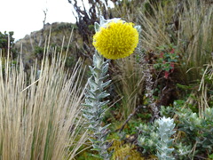 Lasiocephalus ovatus