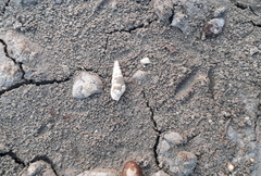 Thiaridae
