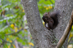 Sciurus vulgaris orientis