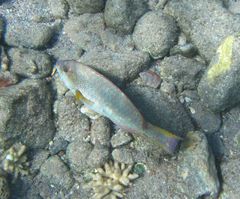 Calotomus viridescens