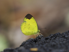 Eurema sari