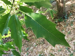 Quercus sartorii