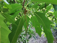 Quercus sartorii