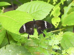 Papilio nephelus sunatus