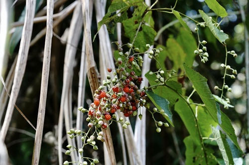 Rubus lambertianus iNat (1)