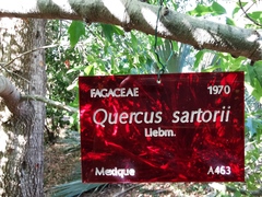 Quercus sartorii