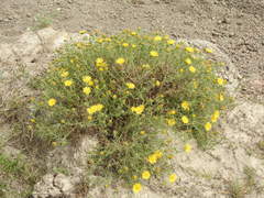 Grindelia scorzonerifolia