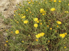 Grindelia scorzonerifolia