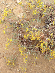Eriogonum brevicaule