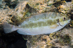 Dusky Spinefoot photo 4