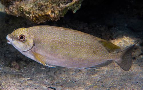 Dusky Spinefoot, photo 3 of 8
