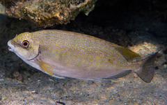 Dusky Spinefoot photo 3