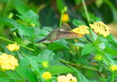 Mellisuga minima