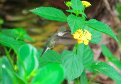 Mellisuga minima
