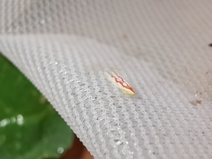 Zygina flammigera