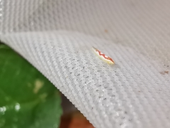 Zygina flammigera