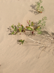 Rumex venosus