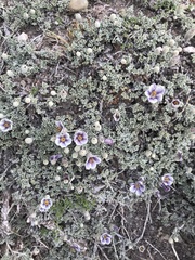 Corynabutilon bicolor