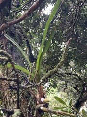 Tridactyle tricuspis