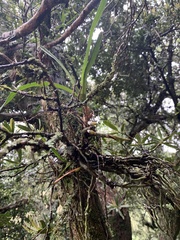 Tridactyle tricuspis