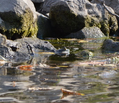 Lithobates catesbeianus