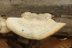 Steccherinum reniforme
