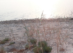 Phragmites australis