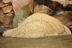 Steccherinum reniforme