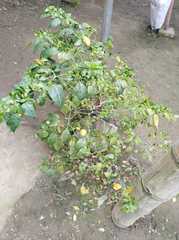 Capsicum annuum