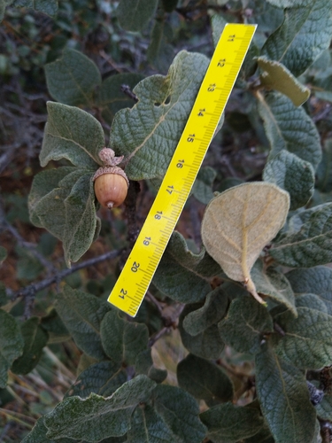 Mexican Oak