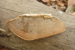 Steccherinum reniforme