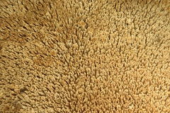 Steccherinum reniforme