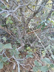 Quercus greggii