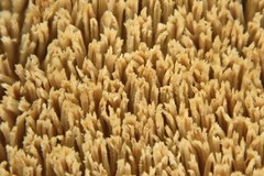 Steccherinum reniforme