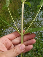 Epilobium roseum