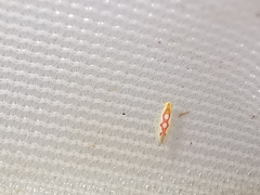 Zygina flammigera