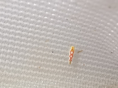 Zygina flammigera