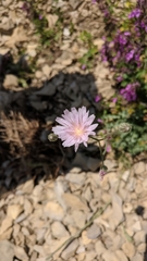 Crepis purpurea