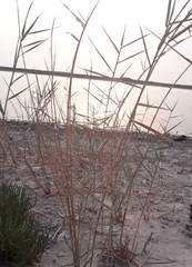 Phragmites australis