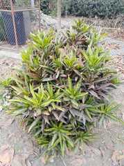 Codiaeum variegatum
