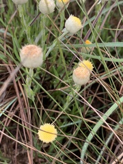 Helichrysum chionosphaerum